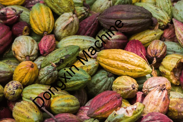 Cocoa bean fresh clip peeling machine production line